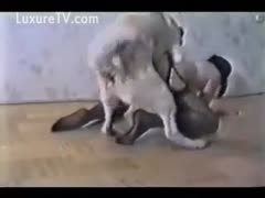 A horny slut wearing fishnet nylon bends over to her long-haired, golden puppy.
